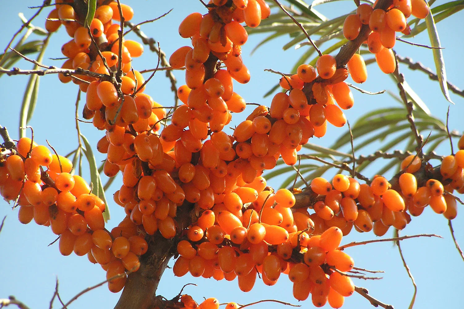 🌿 The Power of Oils: Why We Blend Tallow, Ghee, Emu, and Plant Oils in Barefoot Skincare